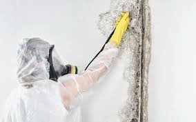 Why You Should Choose Our Mold Remediation Services in Laureles, TX